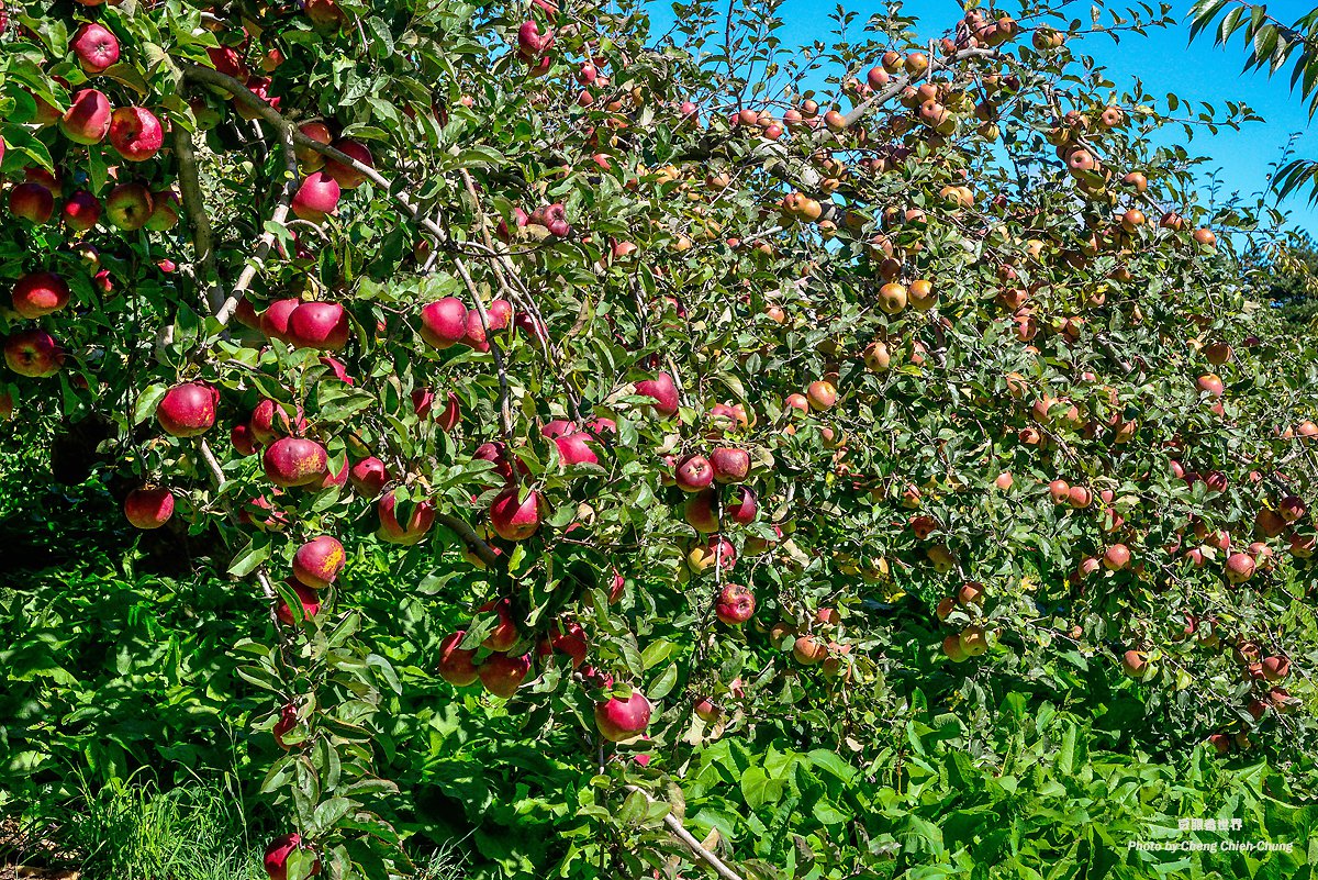 Cánh đồng táo 農場採蜜蘋果