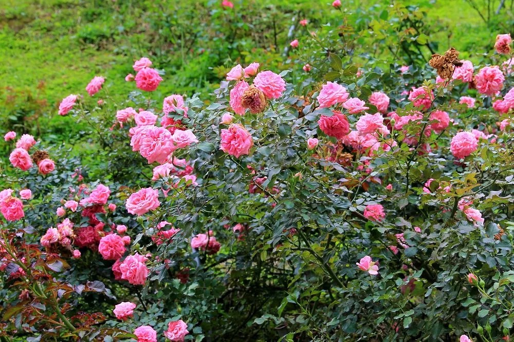 Vườn hoa hồng lớn nhất Đài Loan 雅聞七里香玫瑰森林