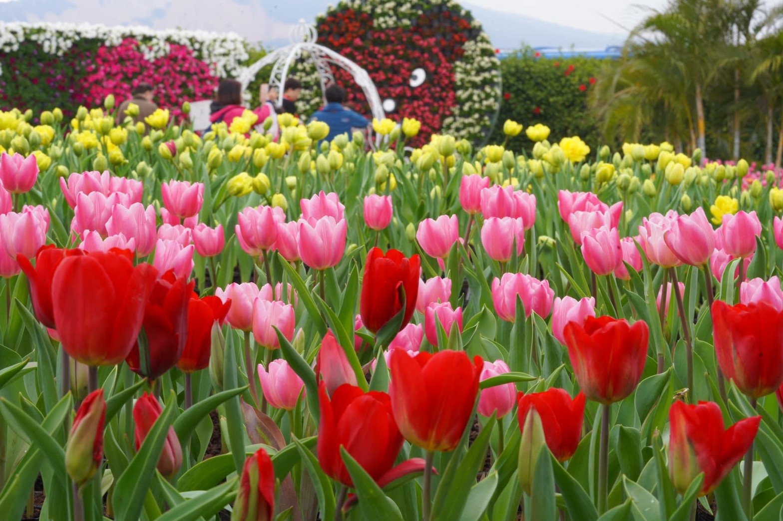 Vườn hoa tulip lớn nhất Đài Loan (bao gồm vé ) 