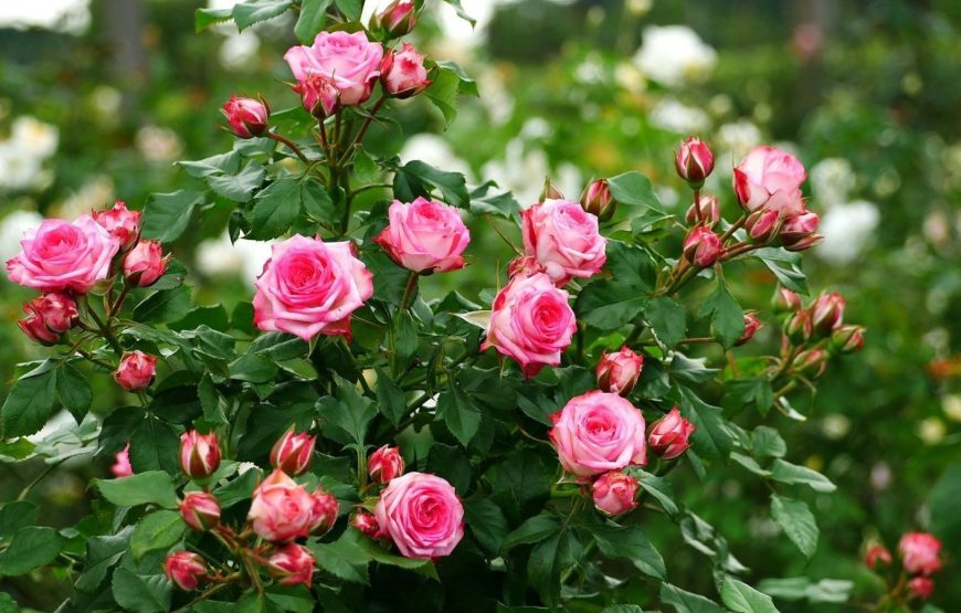 Mùa thu hoa cúc và vườn hồng giòn Đài Loan 「苗栗銅鑼杭菊季 + 柿子」