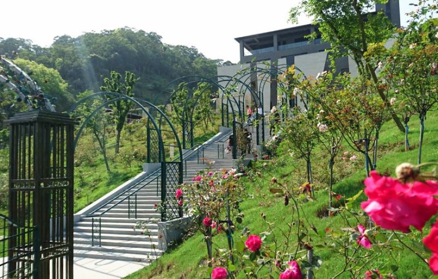Mùa thu hoa cúc và vườn hồng giòn Đài Loan 「苗栗銅鑼杭菊季 + 柿子」