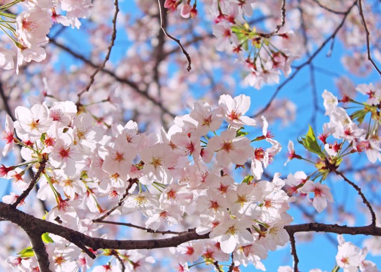 Ngắm hoa anh đào / 阿里山櫻花