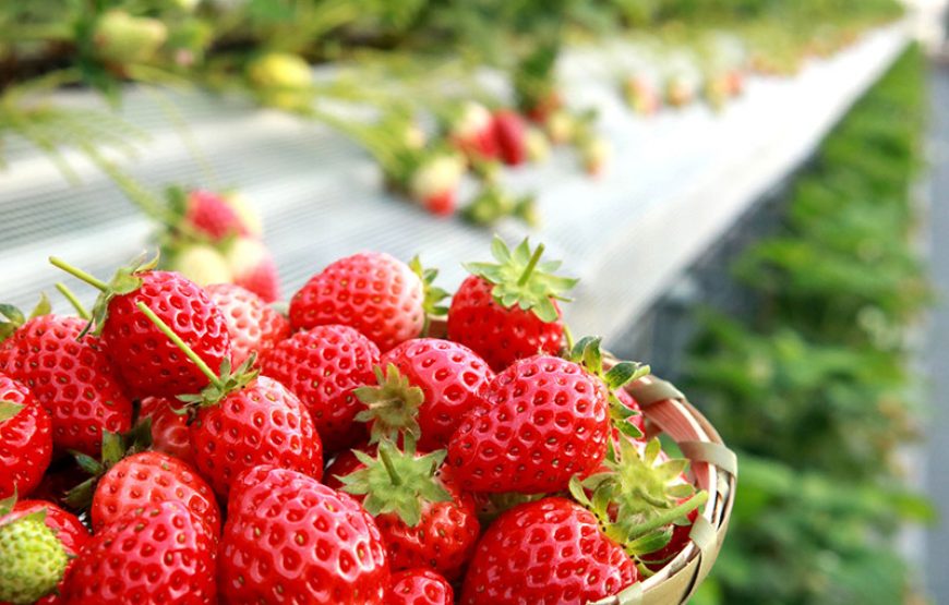 HÁI DÂU TÂY- KHU VUI CHƠI LEOFOO 採草莓 – 六福村主題遊樂園