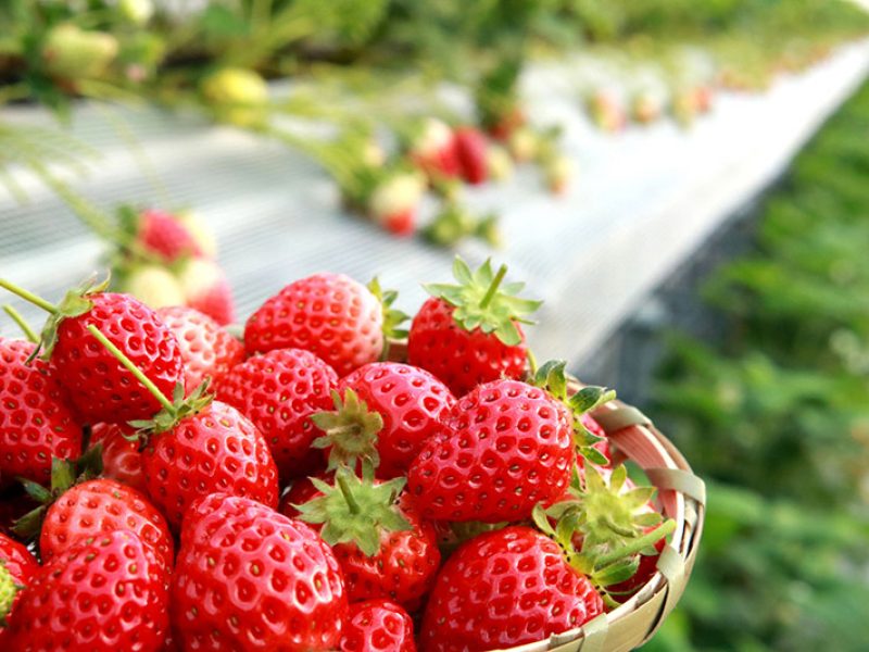 [Du lịch nội địa Đài Loan] HÁI DÂU TÂY- KHU VUI CHƠI LEOFOO 採草莓 – 六福村主題遊樂園