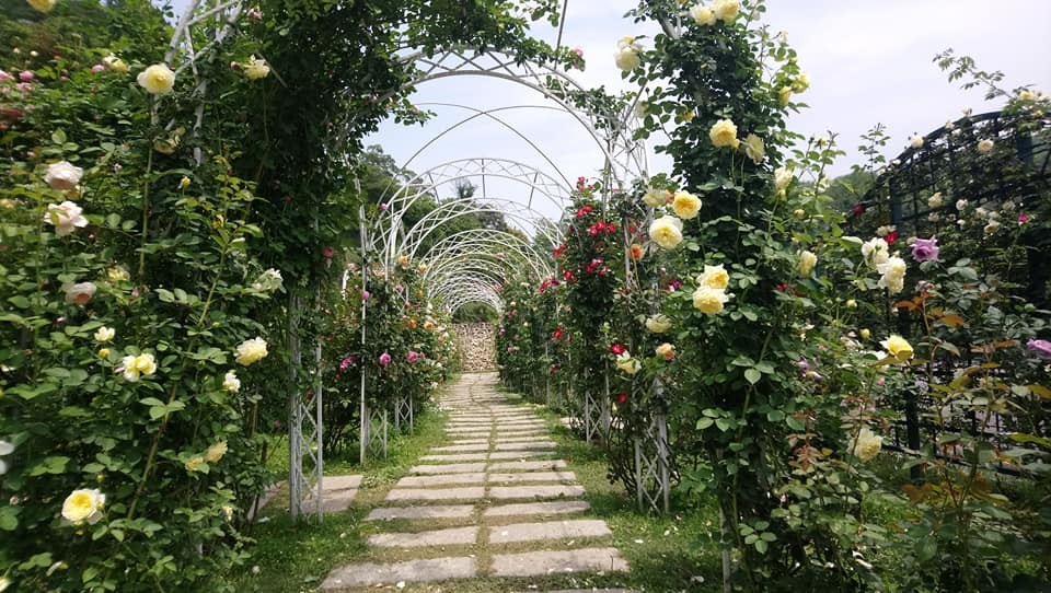 Vườn hoa hồng Đào Viên /桃園雅聞七里香玫瑰森林